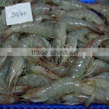 HOSO /HLSO vanamei white shrimp