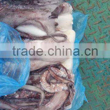 Squid Tentacle of Giant Squid photo-3