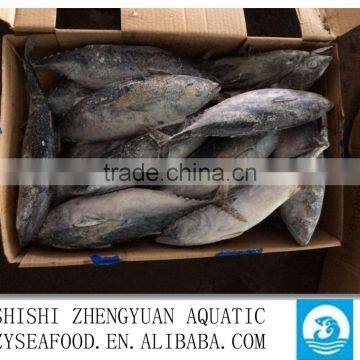 Shishi Zhengyuan Aquatic Frozen Bonito W/R photo-3