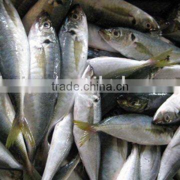 Horse Mackerel