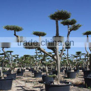 Olea Europaea "Pompon" Large Young Skin Trunk photo-3