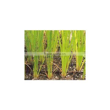 Acorus Calamus