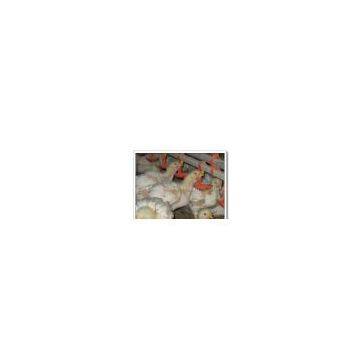 Poultry Farm Equipment