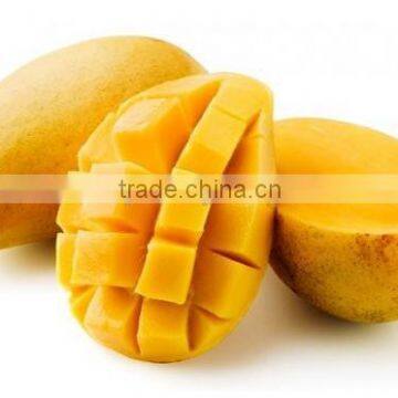 Good Price Fresh Yellow Mango from Vietnam