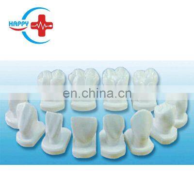 HC-S431 High quality Dental human teeth shape model teeth morphology teaching model