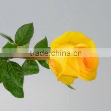 Factory Yellow Crown rose fresh cut flower