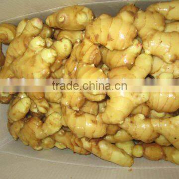 Yellow Ginger