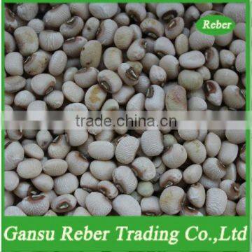 White Cowpea