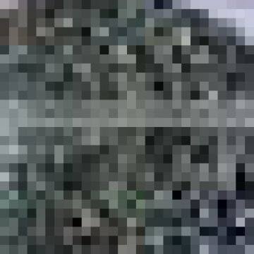 Moringa Seeds photo-3