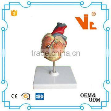 V-AM015 High Quality Medical Anatomy Plastic Life-Size Human Heart Model