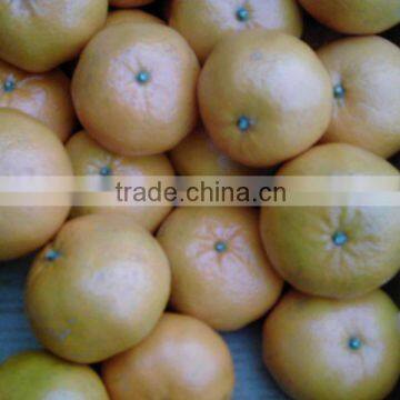 New Year 2017 Special Offer - Pakistani Citrus Kinnow Mandarin