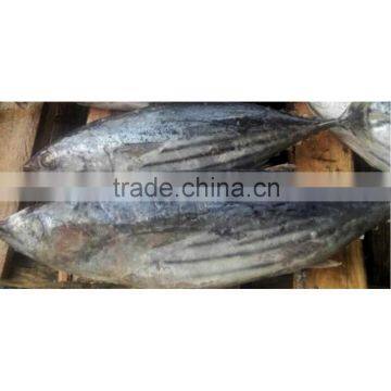 Frozen skipjack tuna with good price