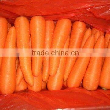 fresh vegetable carrot for dubai