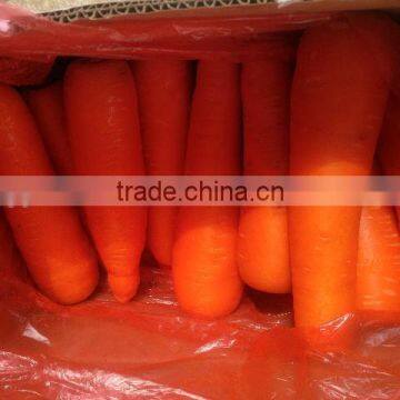 Carrot Exporter