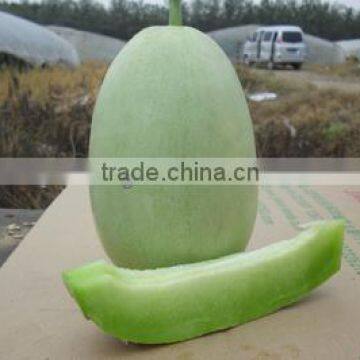 Hybrid F1 Green Sweet Melon Seeds For Planting-Emerald Honey F1