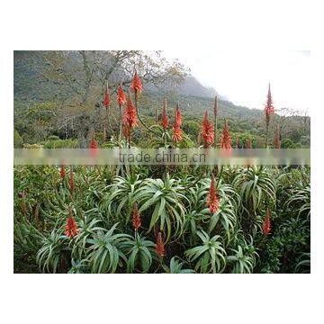 Aloe Arborescens