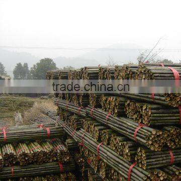 Bamboo Poles photo-5