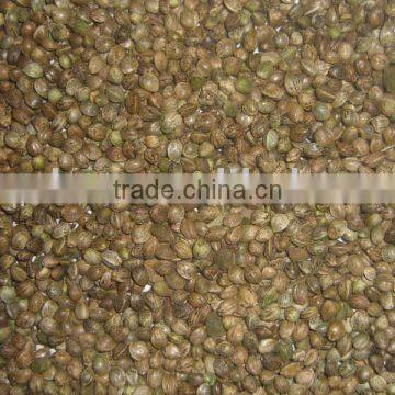 Hempseeds for Birds or making Oil