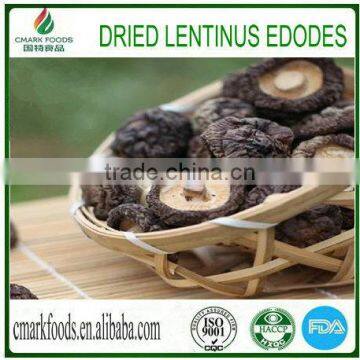 Shiitake (Lentinus Edodes)