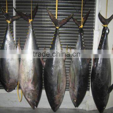 Frozen Yellowfin Tuna