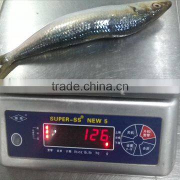 Sardine for Bait photo-3