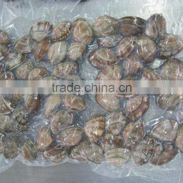 Raw Frozen Short Necked Clam photo-6