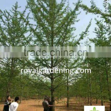 Ginkgo biloba ( deciduous tree) for cold climate landscaping Wholesale export