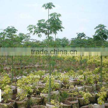 chorisia.speciosa outdoor landscaping plants