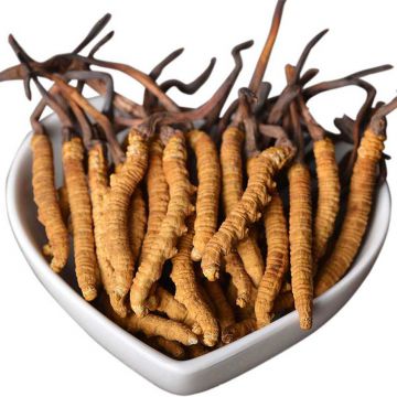 Cordyceps sinensis extract oral liquid