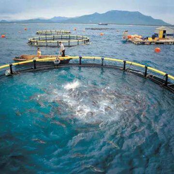 Floating Cage Aquaculture Cage System Cage For Fish