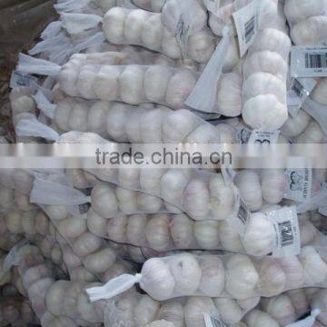 Pure White Garlic photo-5