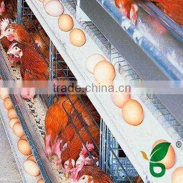 egg conveyor belt