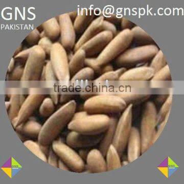 Pine Nut Pakistan Origin