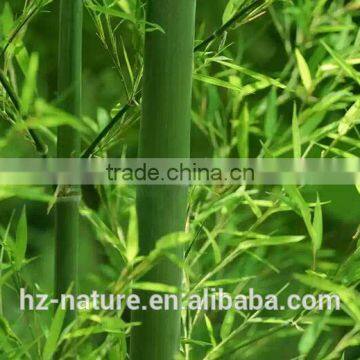 Bamboo Leaf Extract , Plant Extract