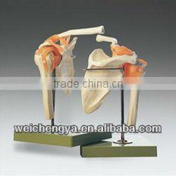 Life-Size Shoulder Joint Model