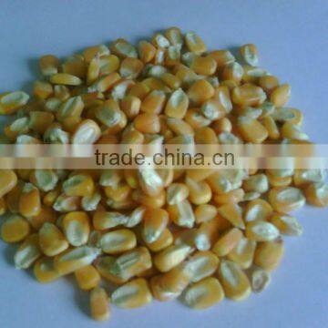 Yellow corn