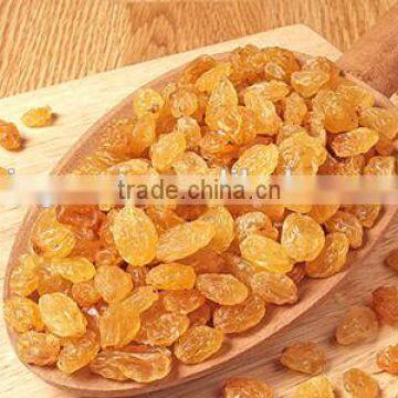 We are supply dried golden raisin, high quality dried raisin for sale