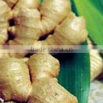 Vietnam Fresh Ginger