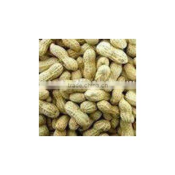Shelled Groundnut