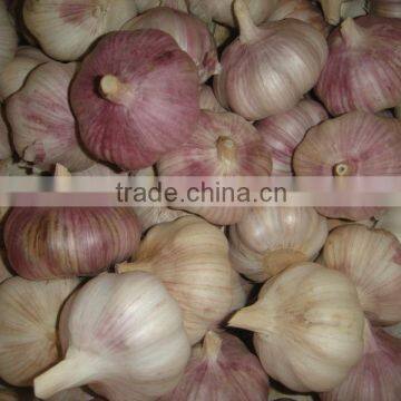 red garlic 2013