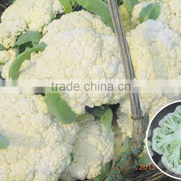 Hybrid cauliflower seeds for growing-Silver 65