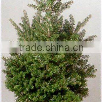 Abies Koreana plant