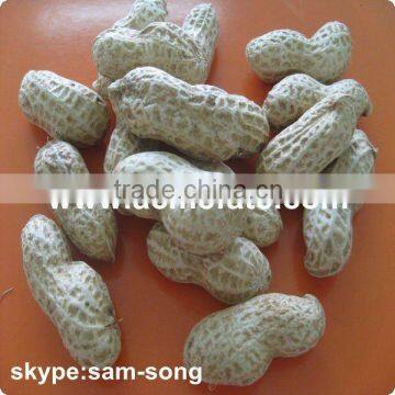 Chinese Roasted Peanut in Shell