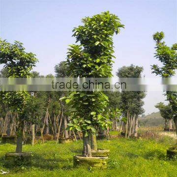 Ficus Altissima