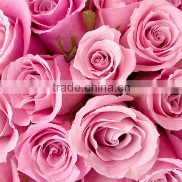 Fresh Cut Rose Flower photo-6