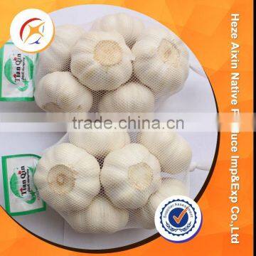 Fresh Garlic With Low Wholesale Price