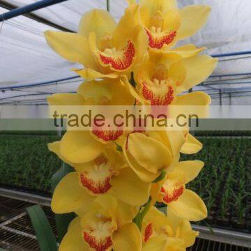 Cymbidium plant