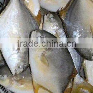 Seafood Frozen Golden Pomfret Fish