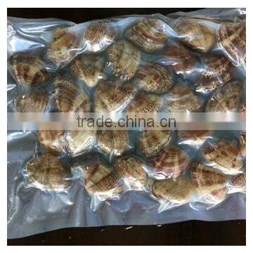 2016 New Season Frozen Vacuum Packed Short Necked Clam photo-2
