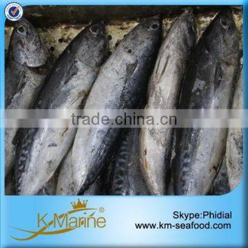 With Competitive Price Bonito Fish